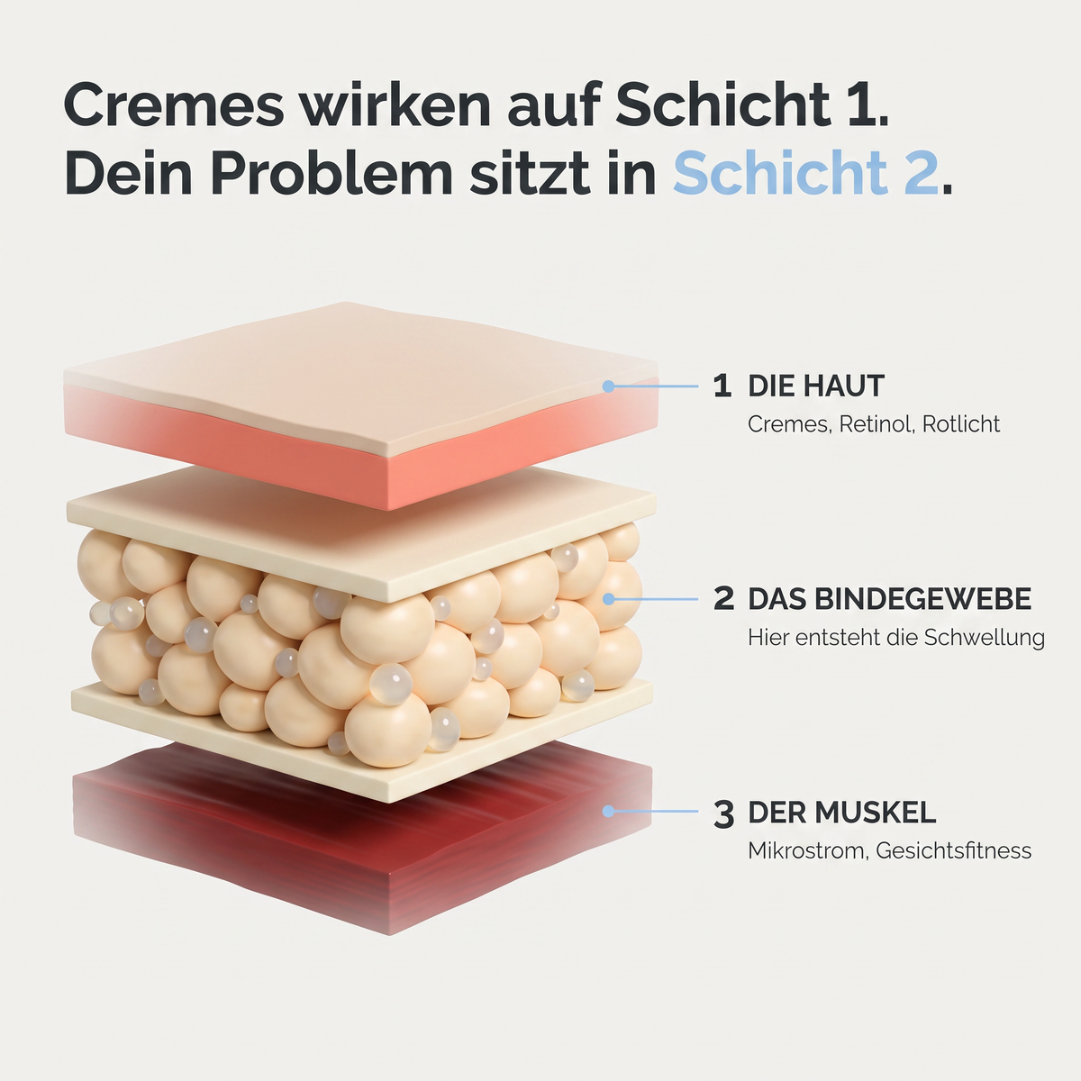 Die Hautschichten: Haut, Bindegewebe, Muskel